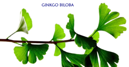 ginkgo-biloba