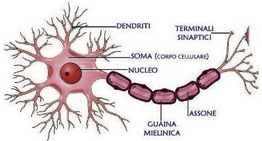 neurone